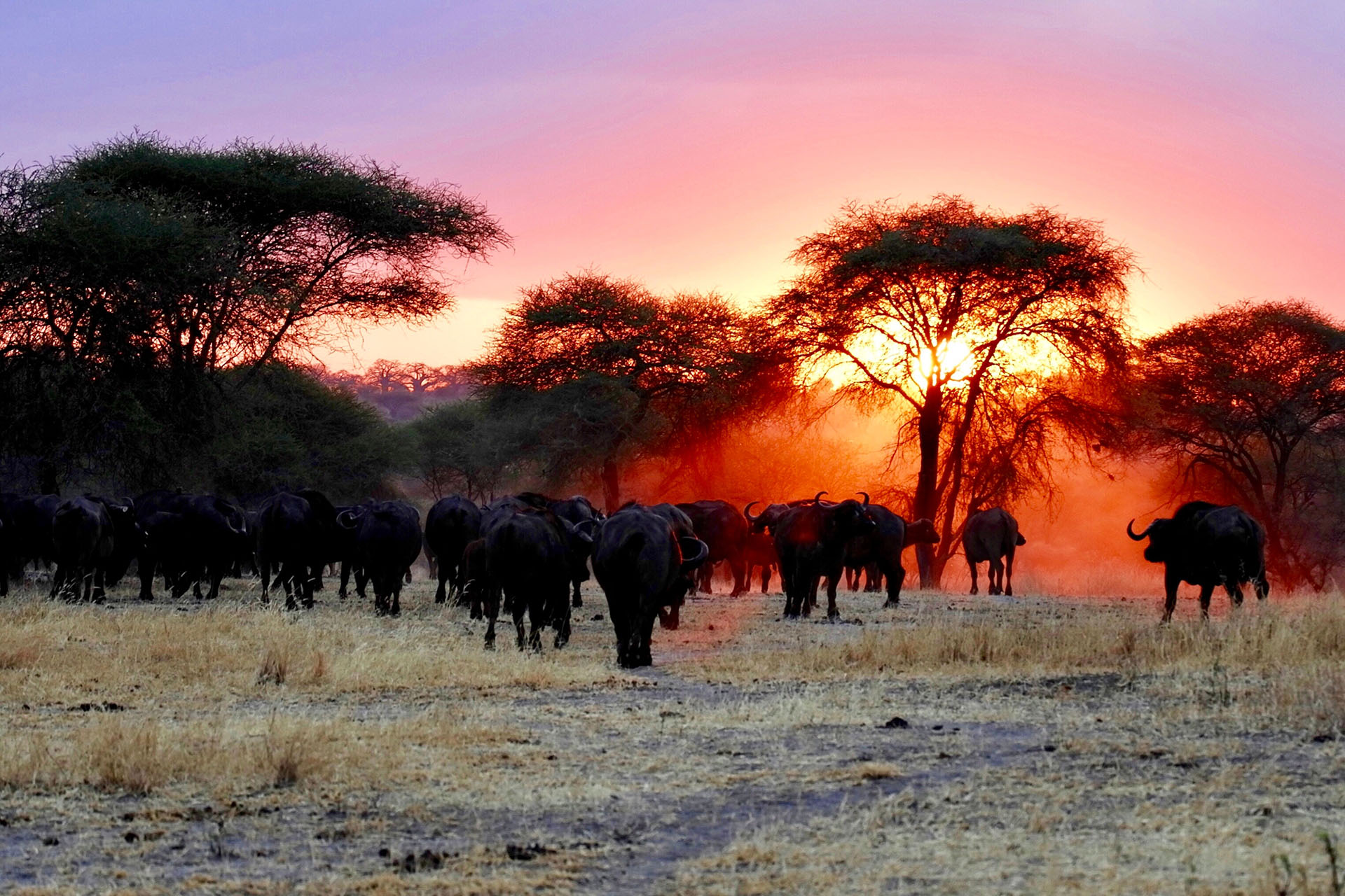 Visit the capital of Nairobi, surprise in the wildlife world at Safari