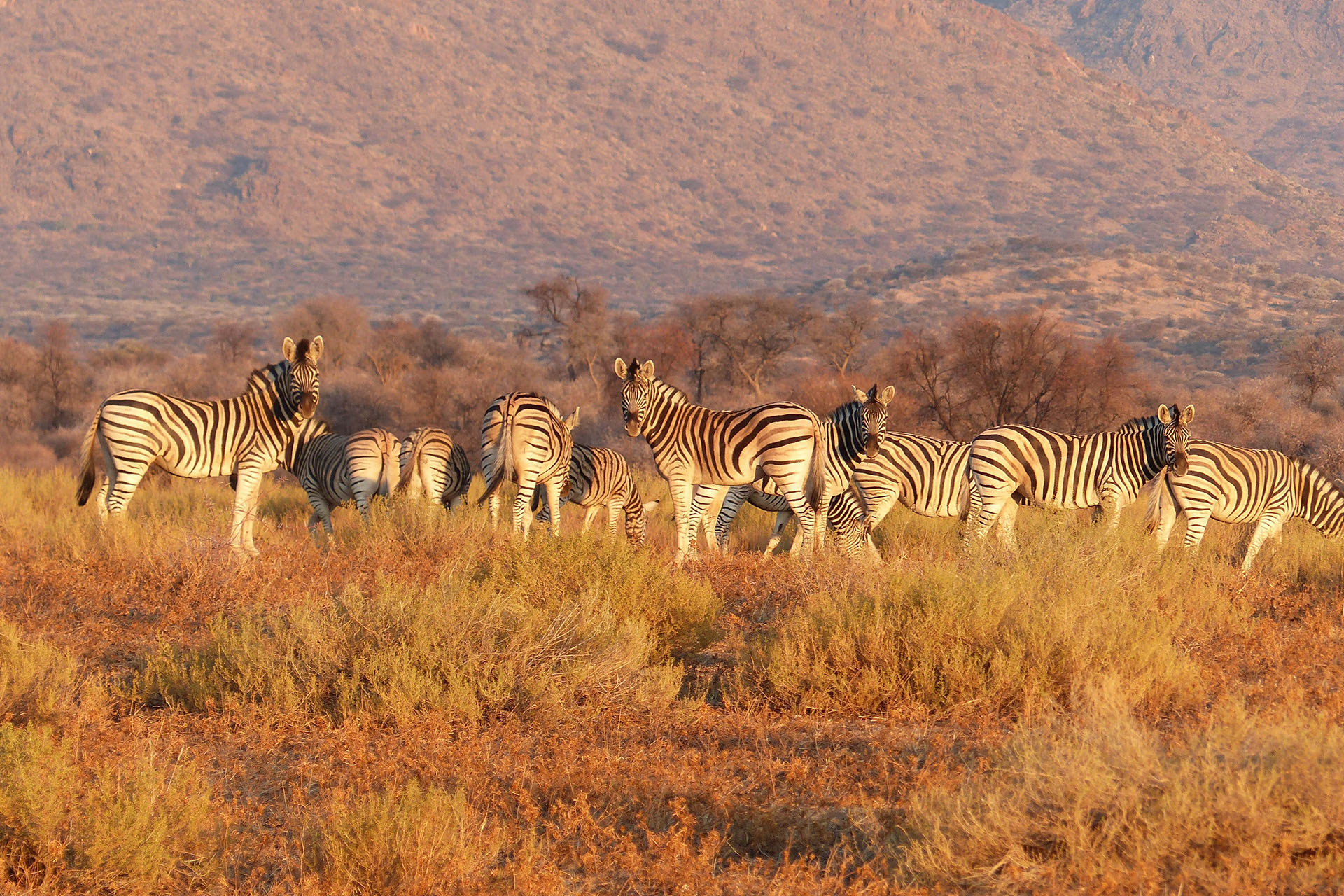 Africa’s fascinating wildlife exploration program